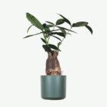 plants ecommerce product featured img 13